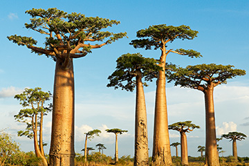 廣州到塔那那利佛國際空運(yùn)_廣州到塔那那利佛空運(yùn)公司